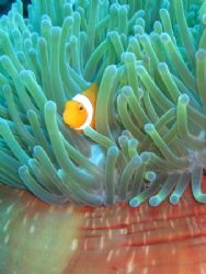 Clown Fish. Balicasag Island, PI. by Ben Nichols 